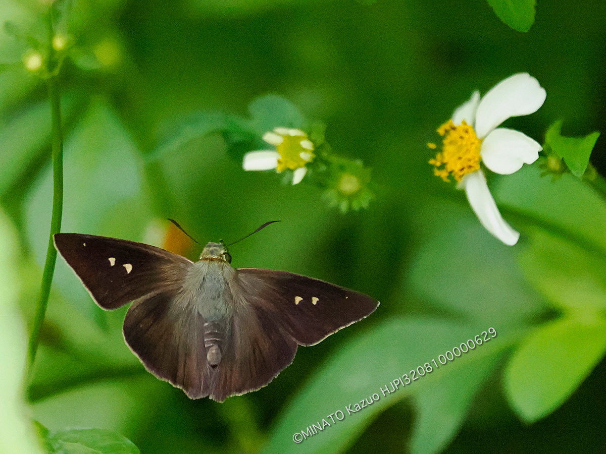 オキナワビロードセセリ