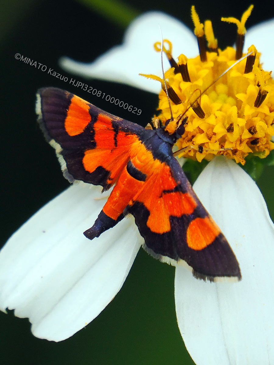 キンモンノメイガ