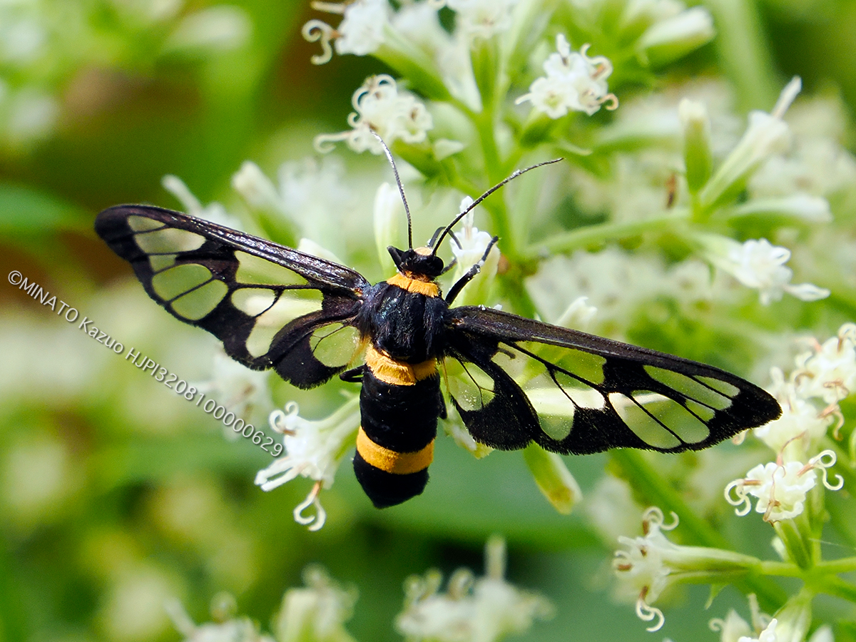 ムラマツカノコ