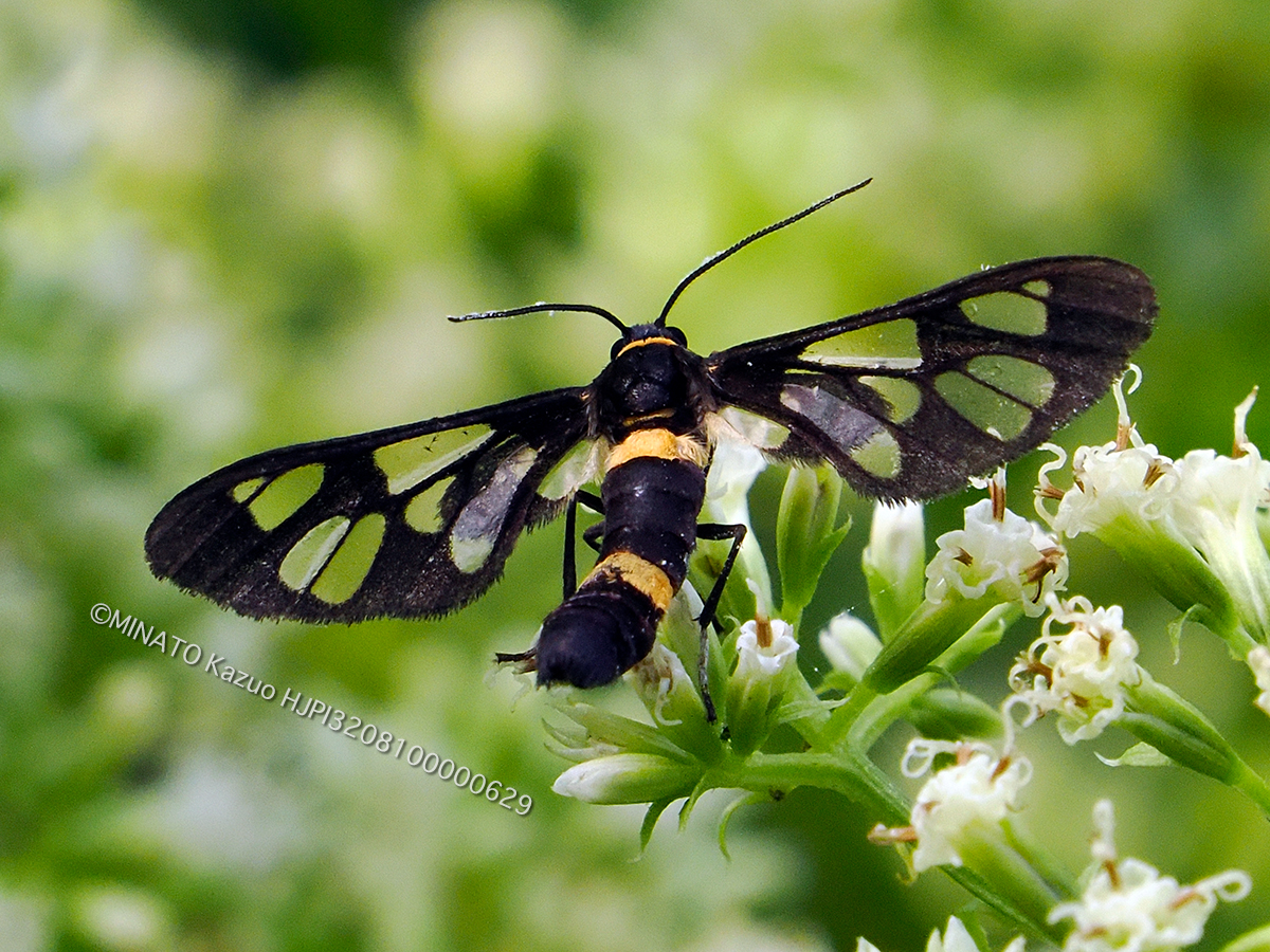 ムラマツカノコ