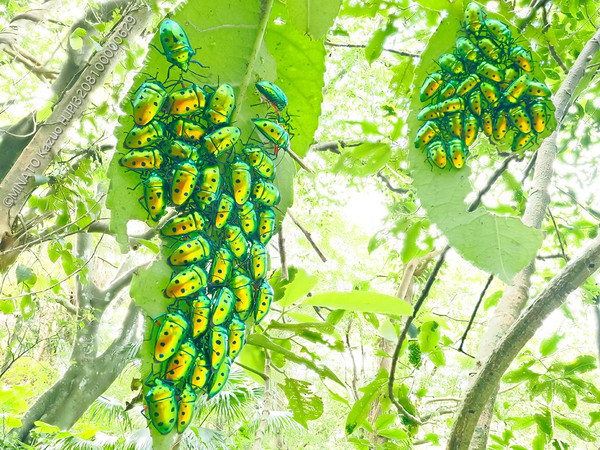 ナナホシキンカメムシ越冬集団