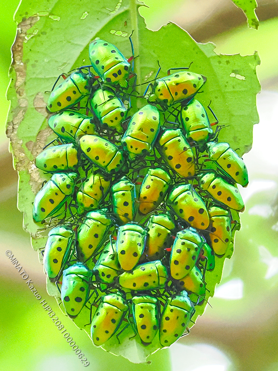 ナナホシキンカメムシ越冬集団