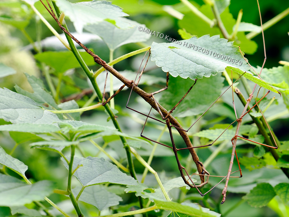 ミナミエダナナフシ交尾