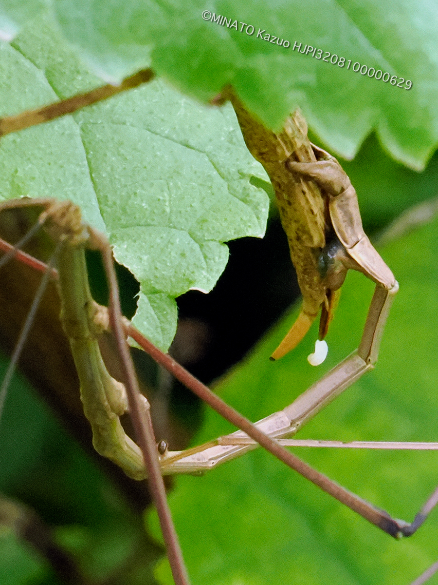 ミナミエダナナフシ交尾