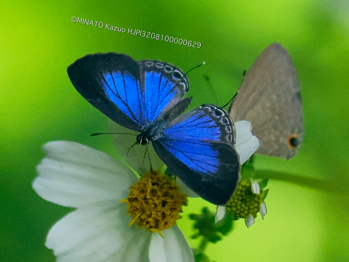 ルリウラナミシジミ 雄