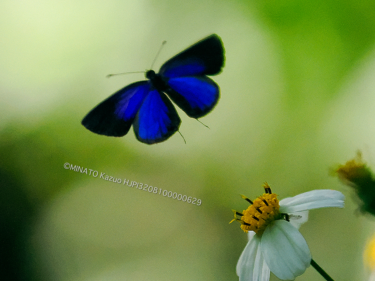 ルリウラナミシジミ 雄