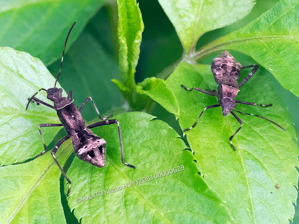 ホソヘリカメムシ類幼虫