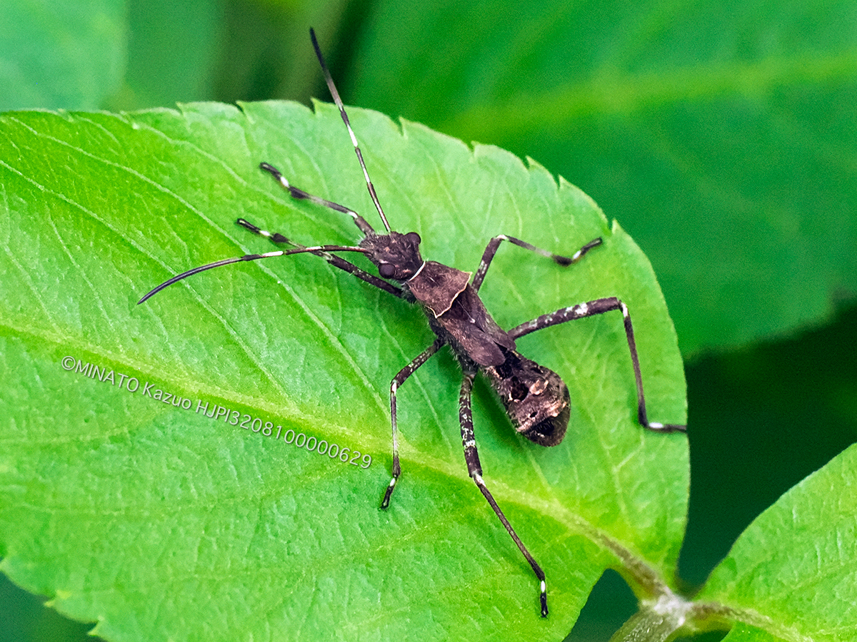 ホソヘリカメムシ類幼虫