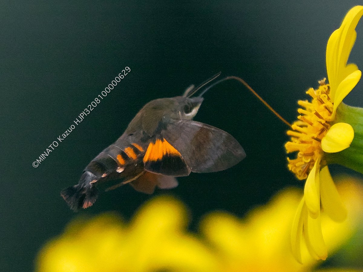 オキナワクロホウジャク