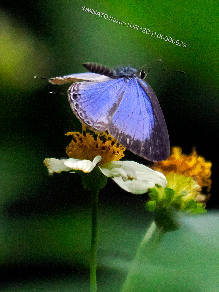 ルリウラナミシジミ 雄