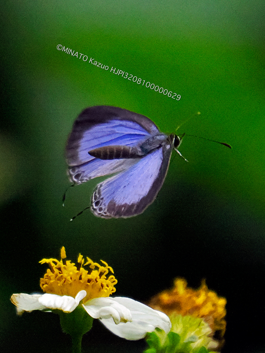 ルリウラナミシジミ 雄