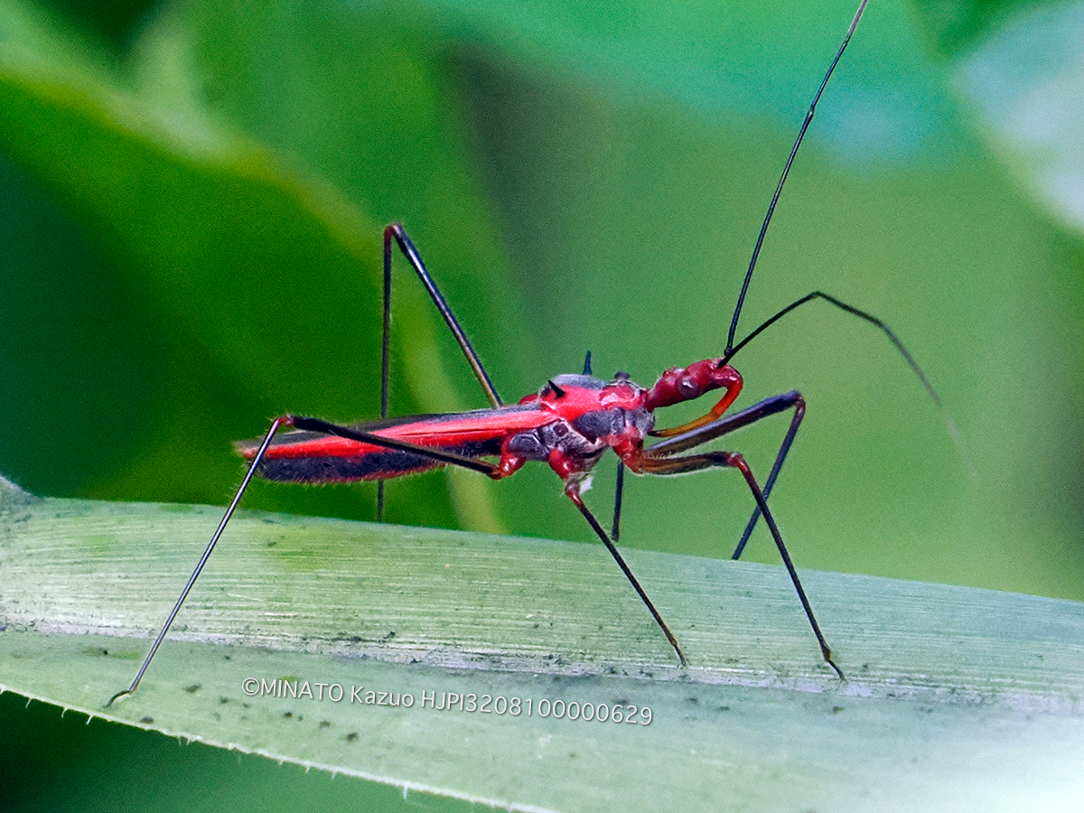 キベリヒゲナガサシガメ