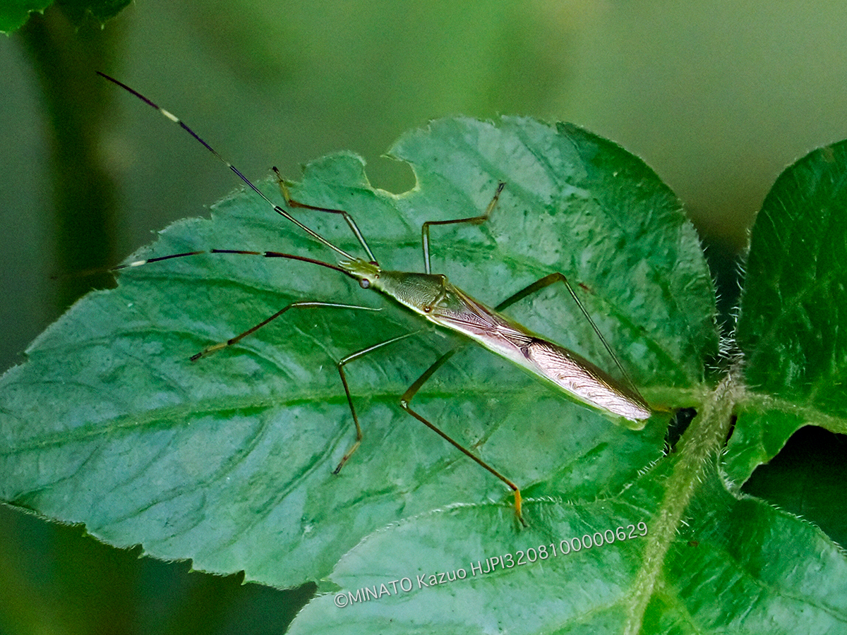 タイワンクモヘリカメムシ
