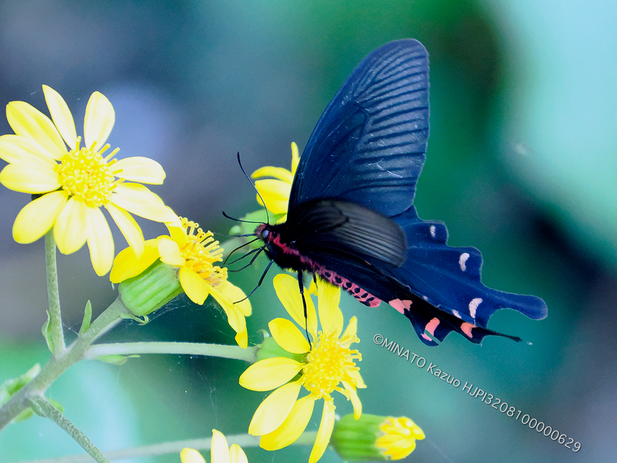 ジャコウアゲハ