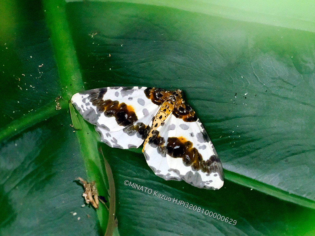 ユウマダラエダシャク