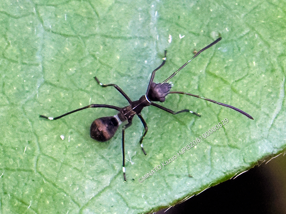 ホソヘリカメムシ類幼虫