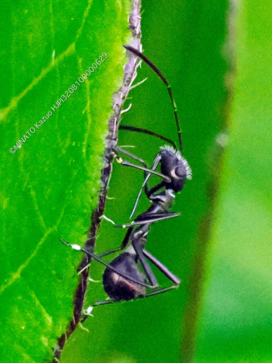 ホソヘリカメムシ類幼虫