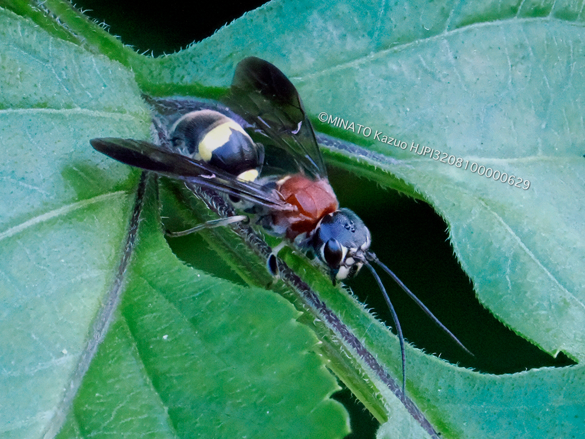 セアカアギバラバチ