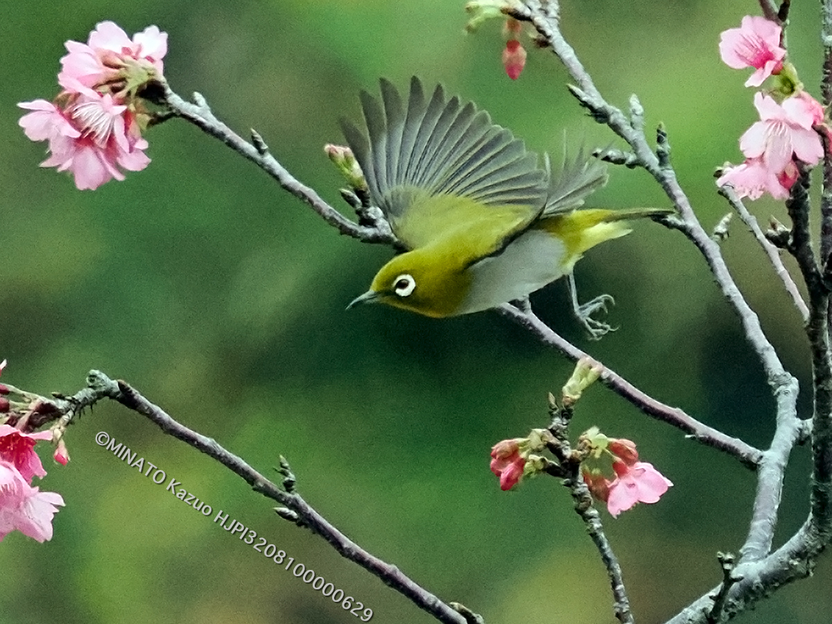 リュウキュウメジロ