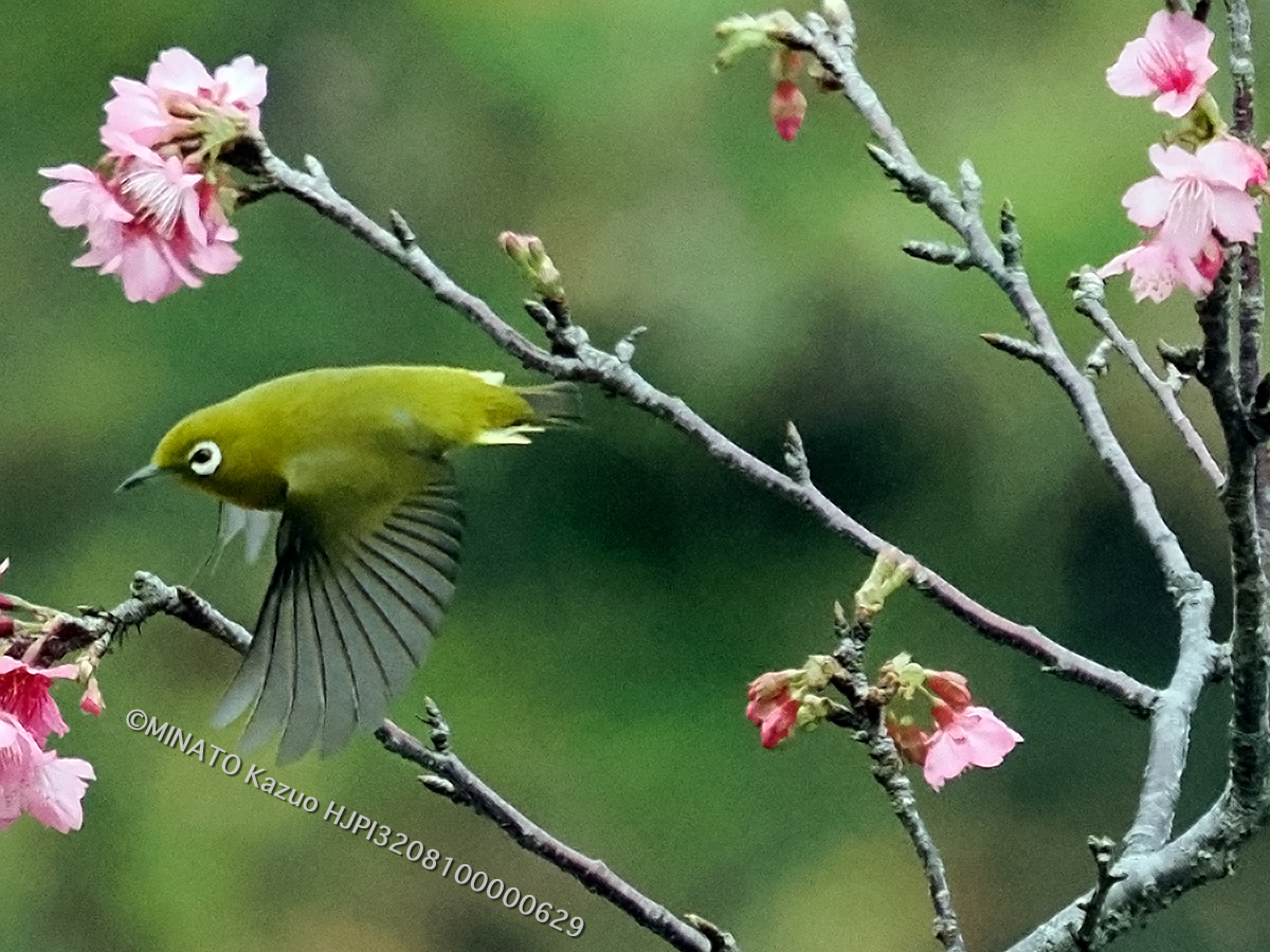 リュウキュウメジロ