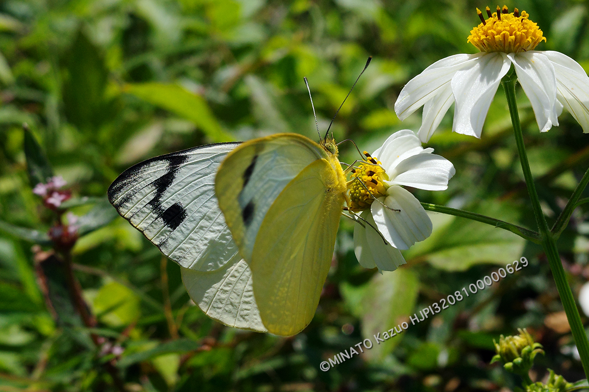 ナミエシロチョウ雌