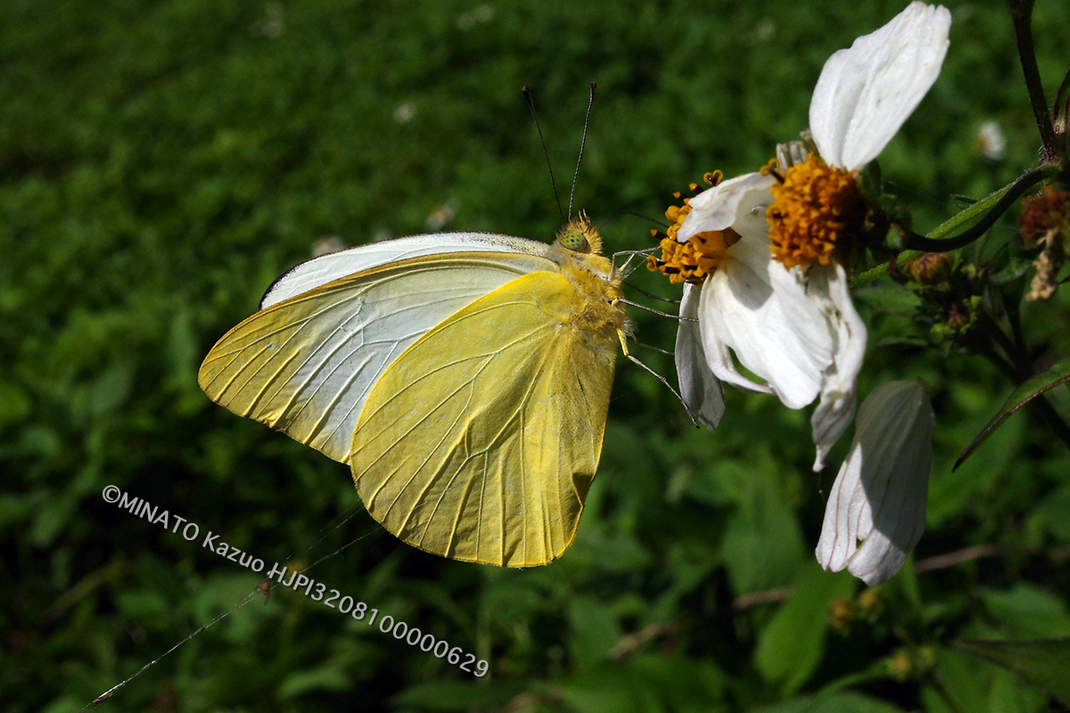 ナミエシロチョウ雄