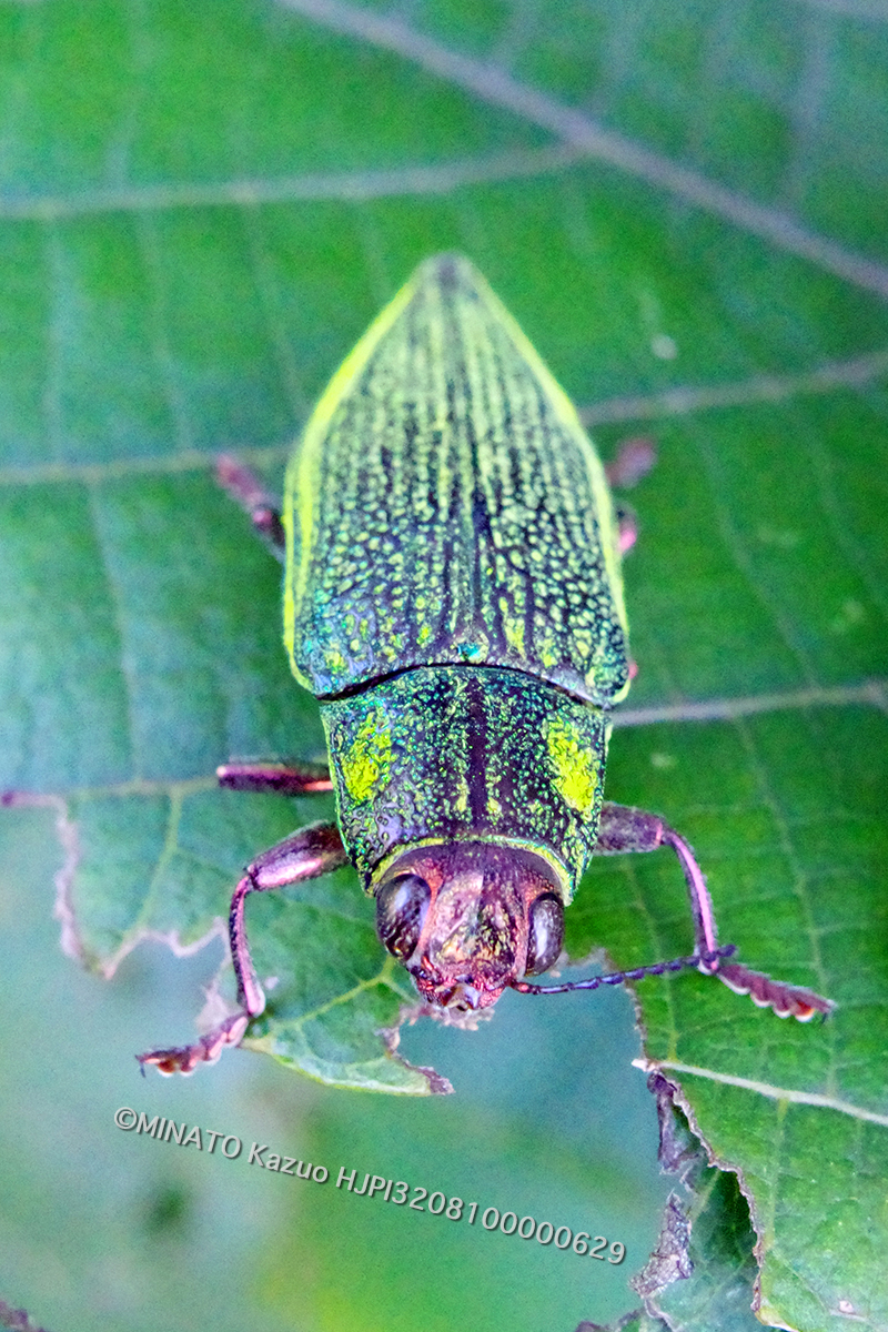 アオムネスジタマムシ