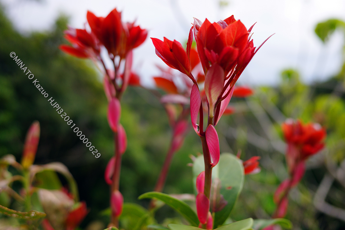 タブノキ芽吹き