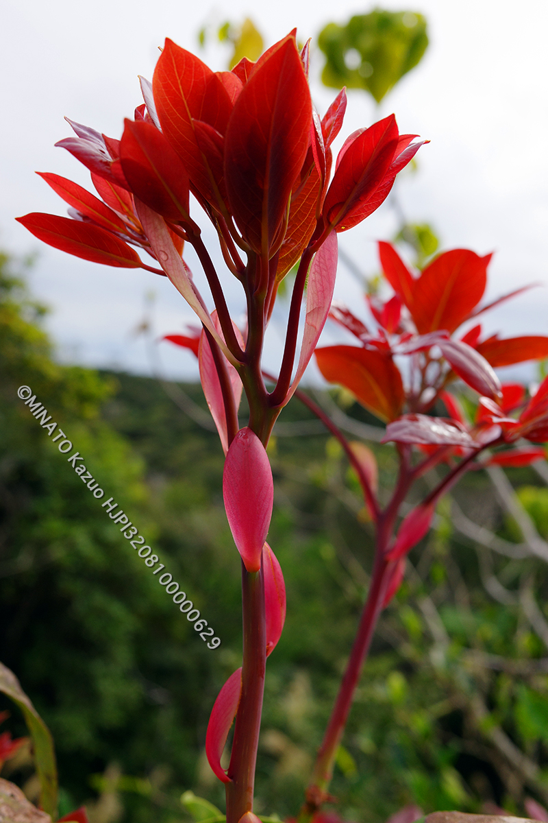 タブノキ芽吹き
