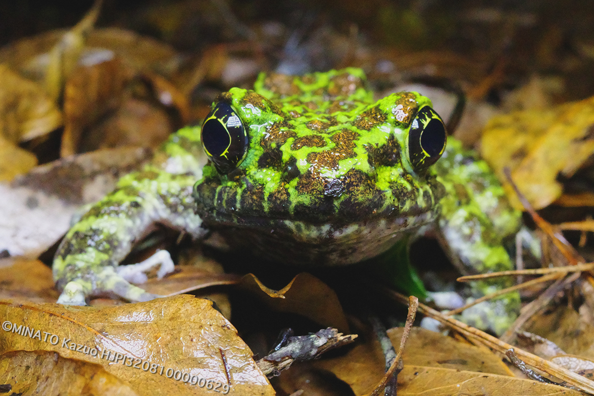オキナワイシカワガエル