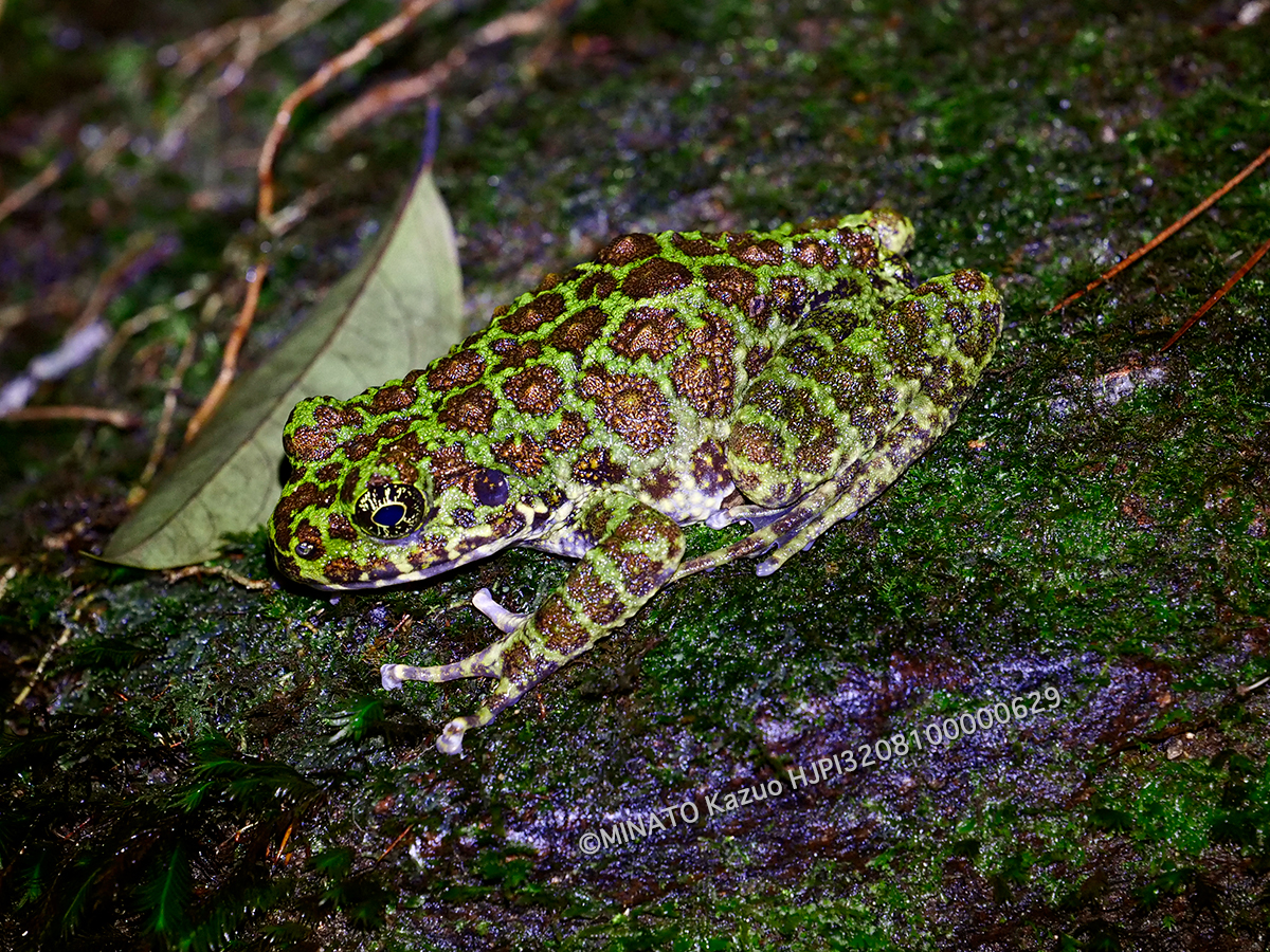 オキナワイシカワガエル