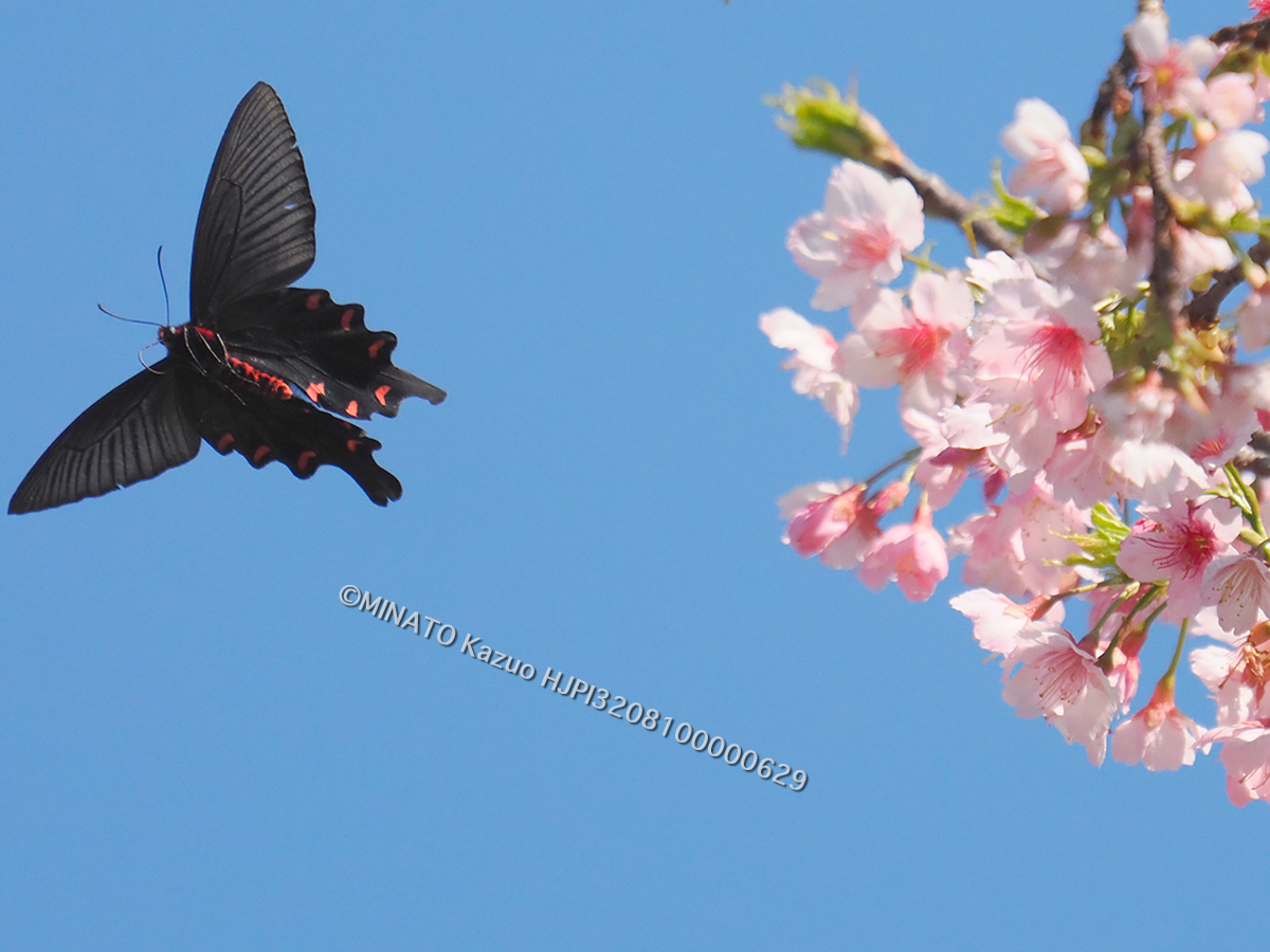 ジャコウアゲハ