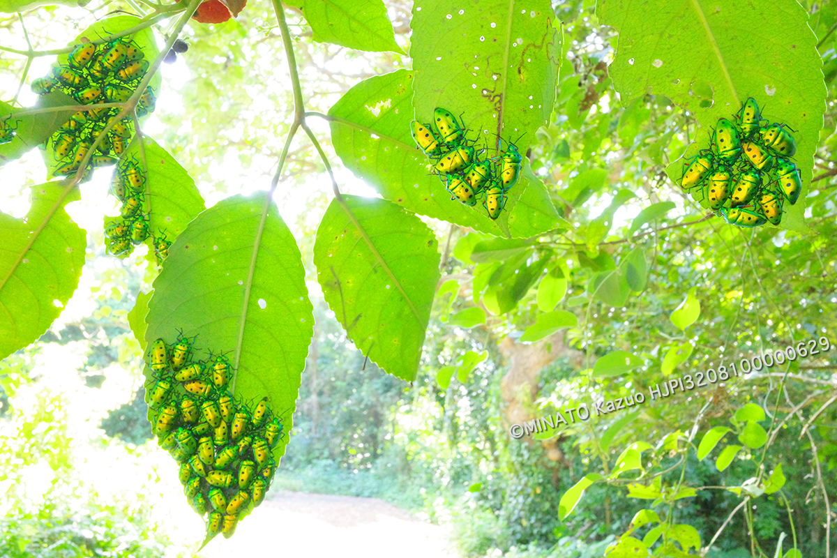 ナナホシキンカメムシ越冬集団