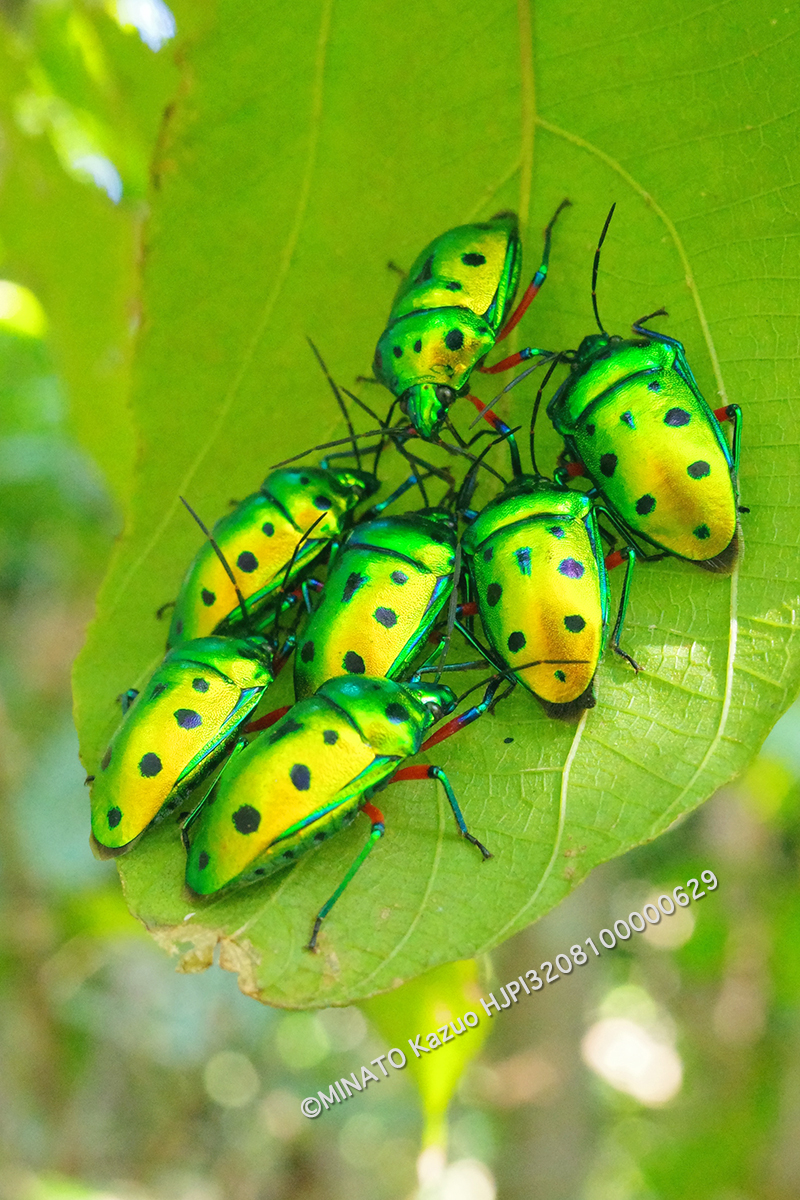 ナナホシキンカメムシ