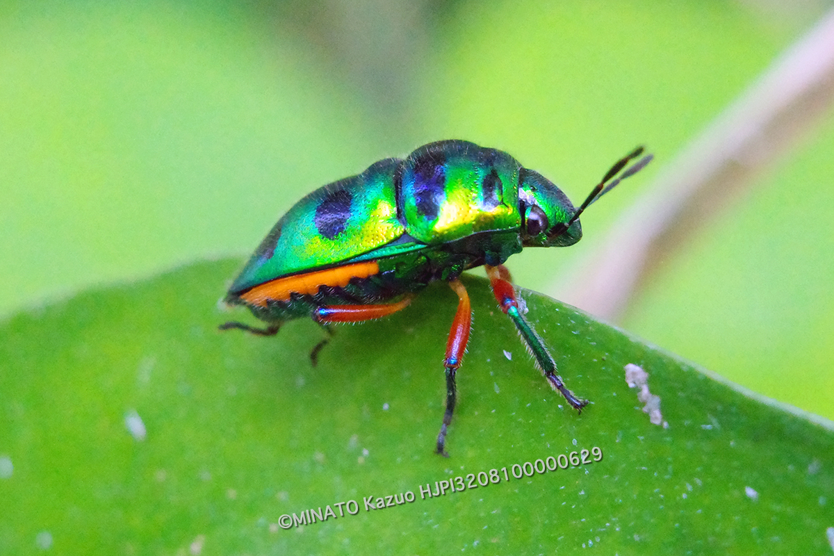 ミヤコキンカメムシ