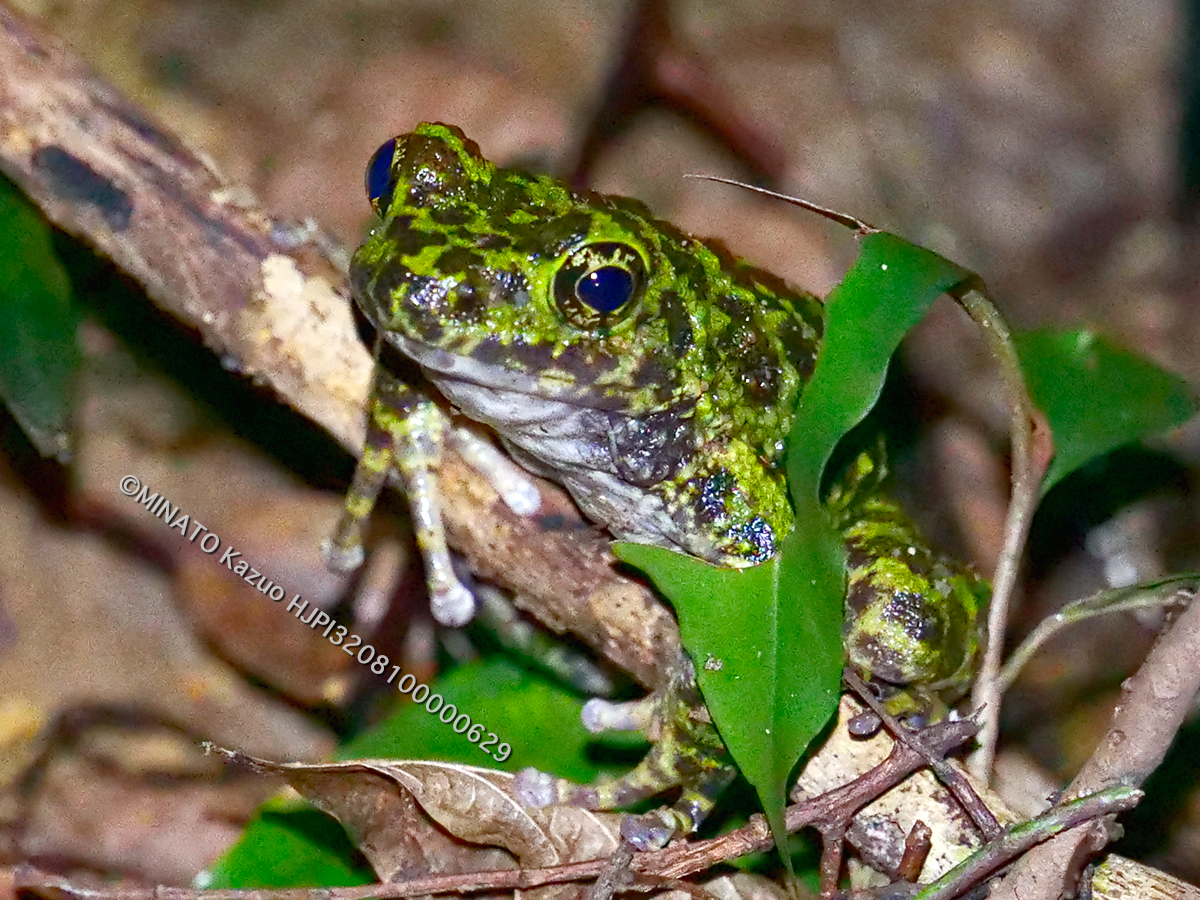 オキナワイシカワガエル