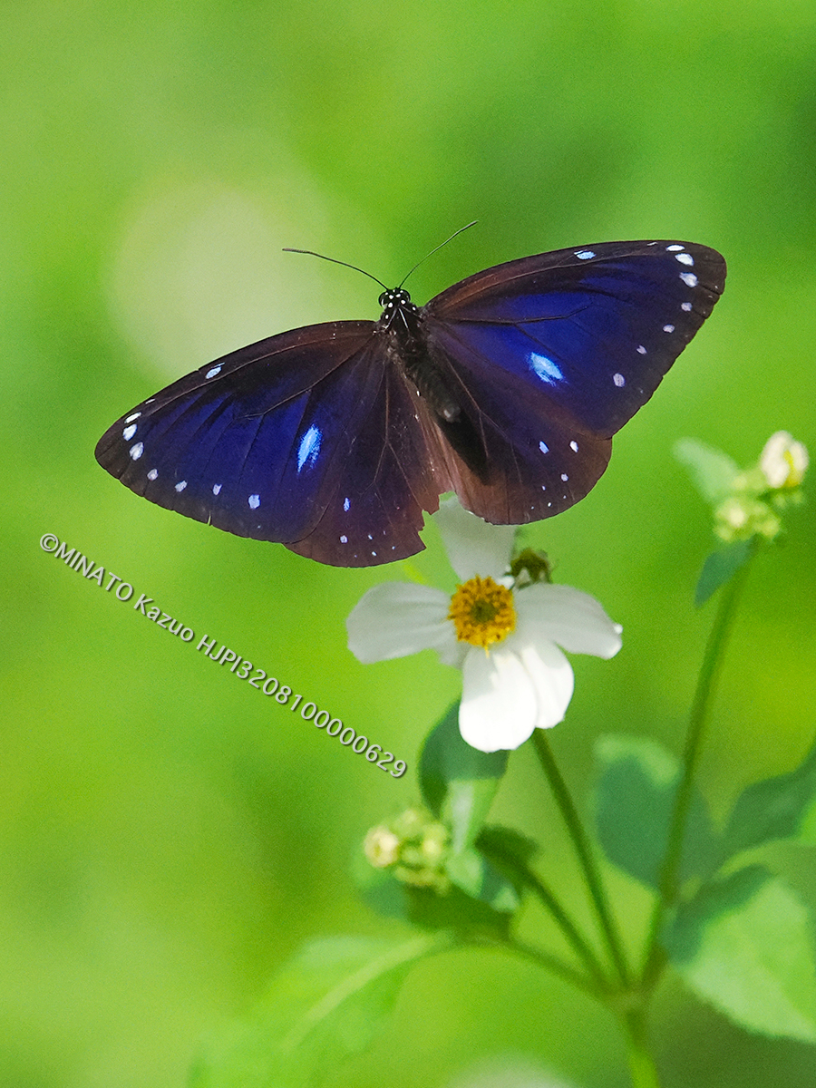 マルバネルリマダラ