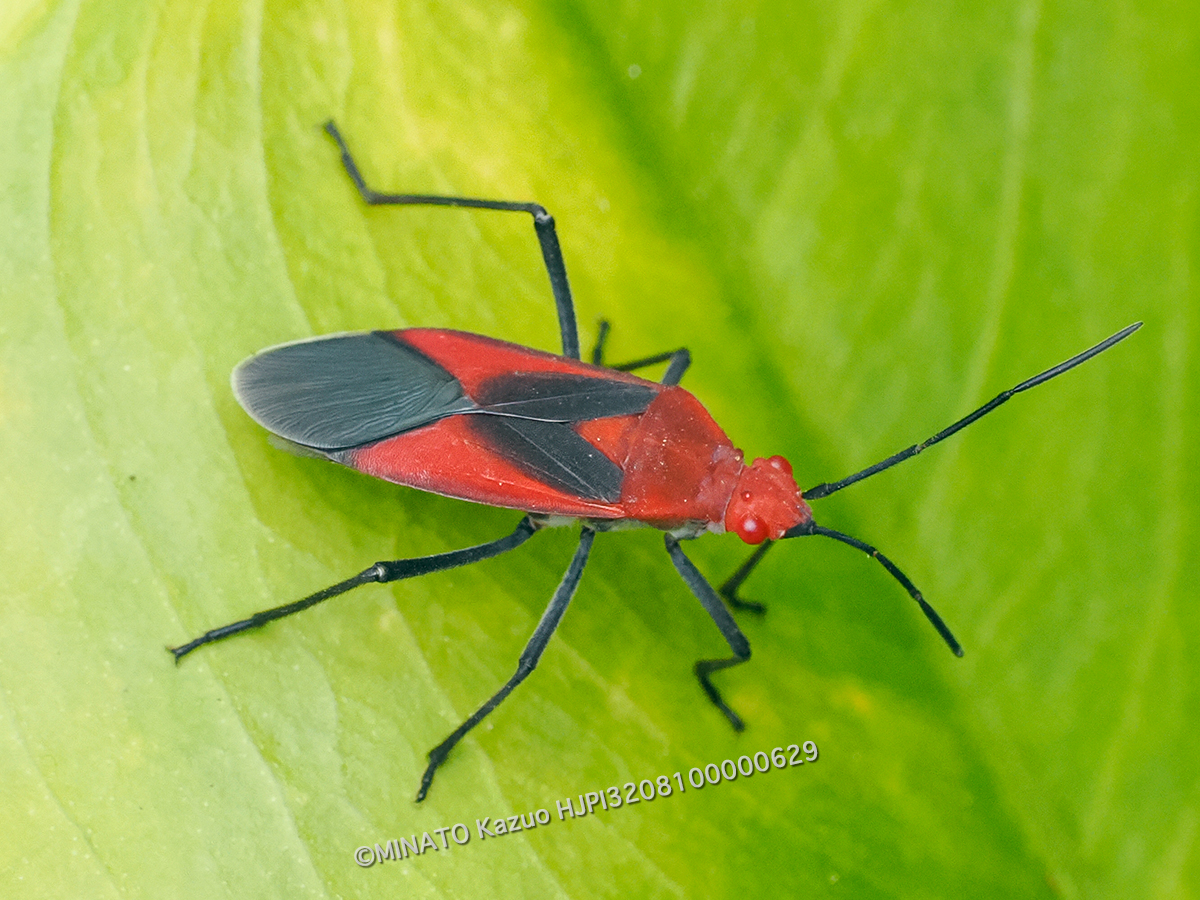 アカヘリカメムシ