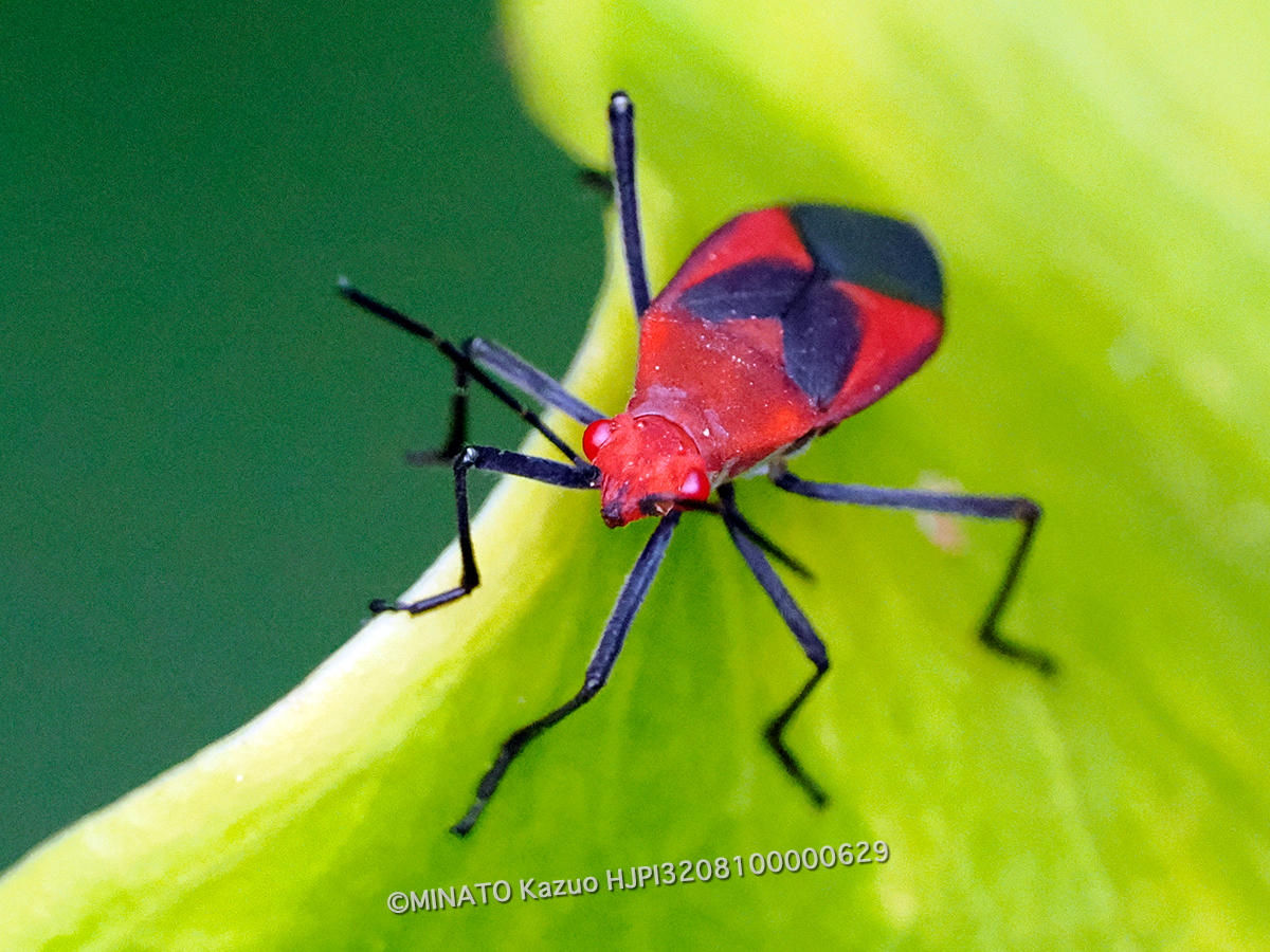 アカヘリカメムシ