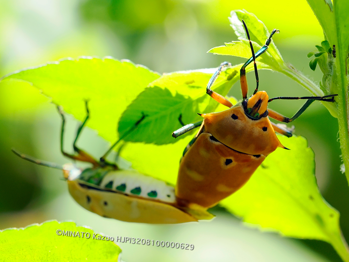 アカギカメムシ