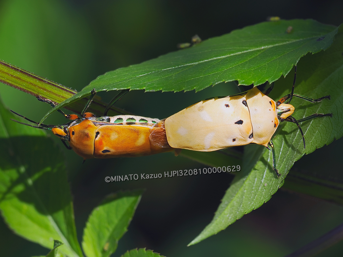 アカギカメムシ