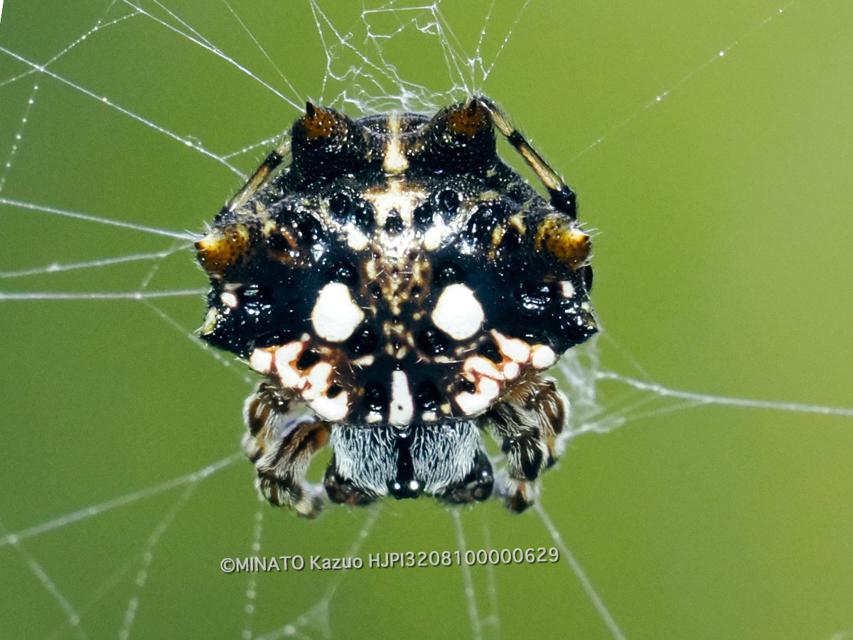 チブサトゲグモ