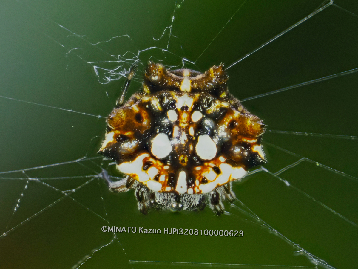 チブサトゲグモ