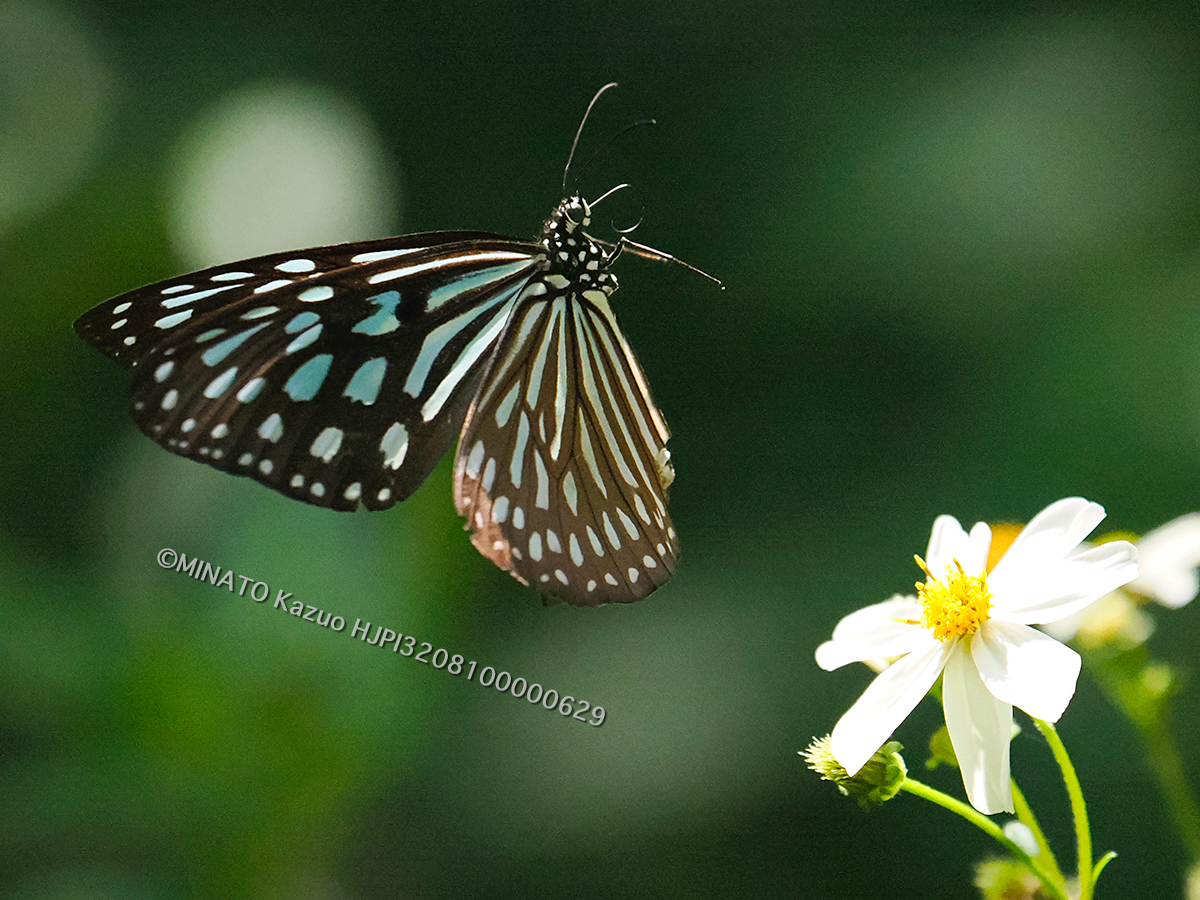 リュウキュウアサギマダラ