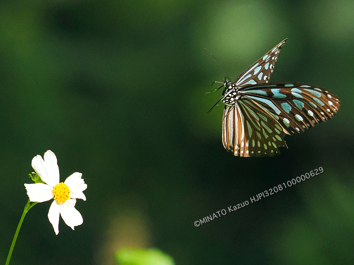 リュウキュウアサギマダラ