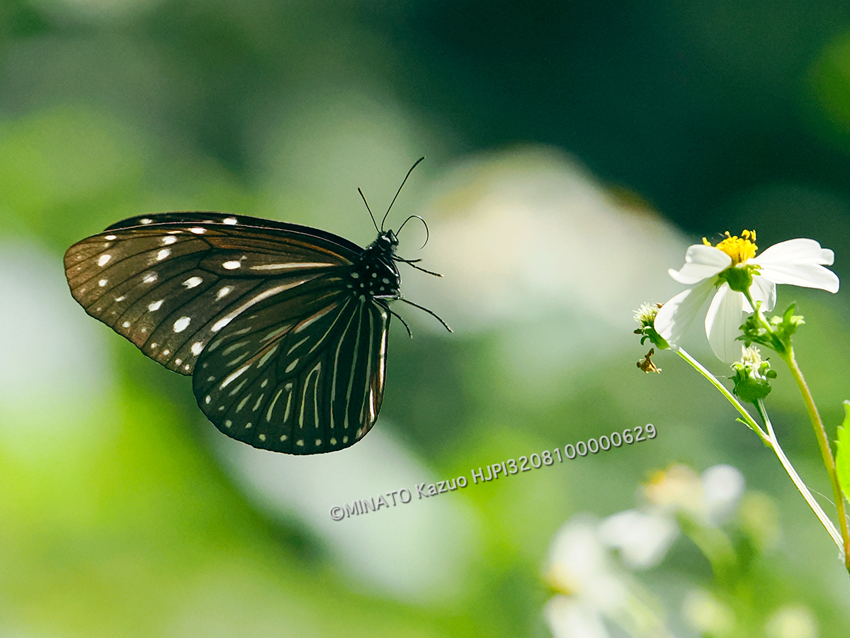 ツマムラサキマダラ雌