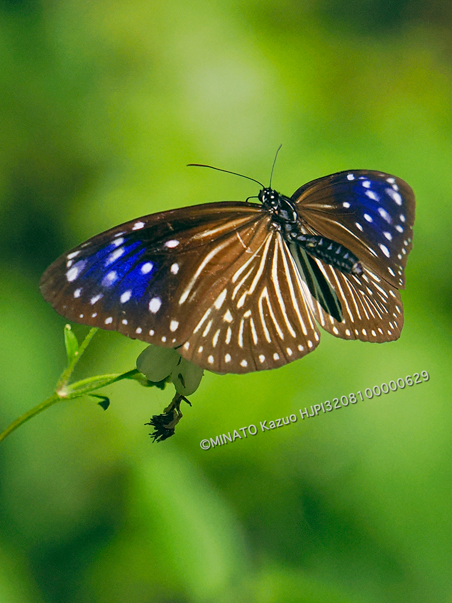 ツマムラサキマダラ雌