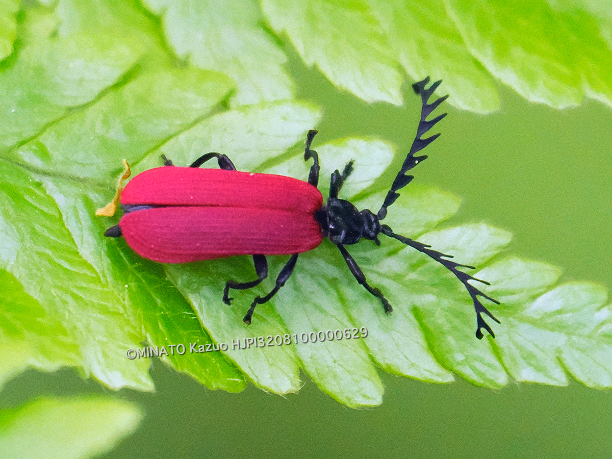 オオシマカクムネベニボタル