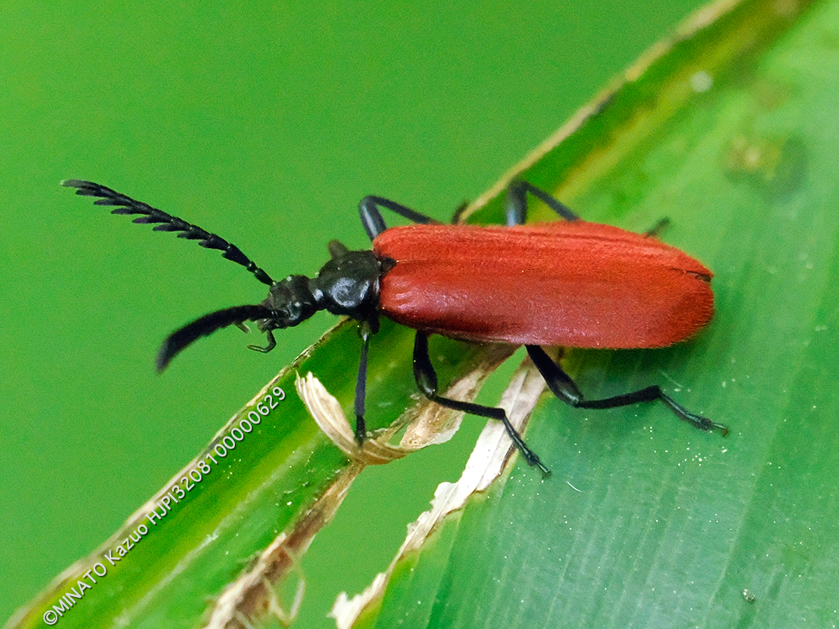 アカハネムシの一種