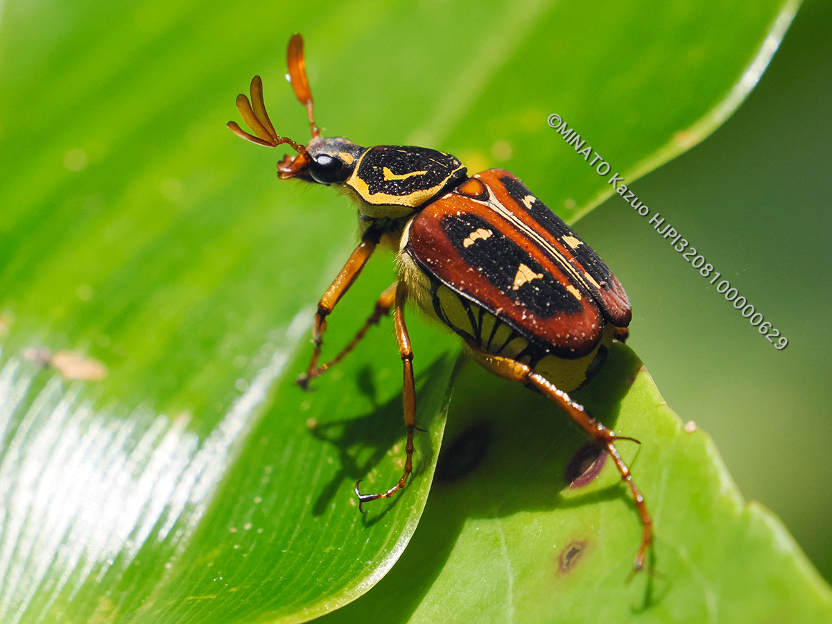 オキナワトラフハナムグリ褐色型雄